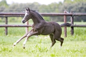 HAVENS maîtrise la nutrition du cheval depuis 1845! 