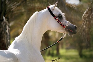 HAVENS maîtrise la nutrition du cheval depuis 1845! 
