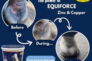 HAVENS maîtrise la nutrition du cheval depuis 1845! 