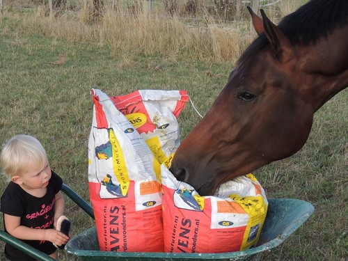 Conseils généraux pour nourrir son cheval