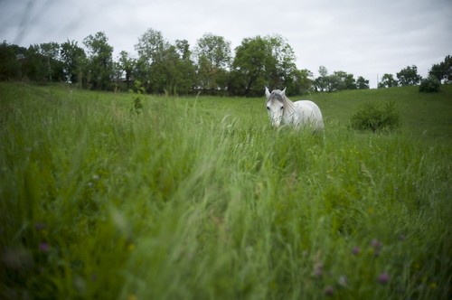 La fourbure chez le cheval