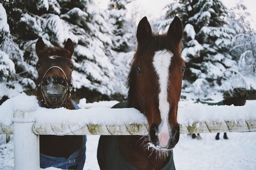 Nutrition du vieux cheval 