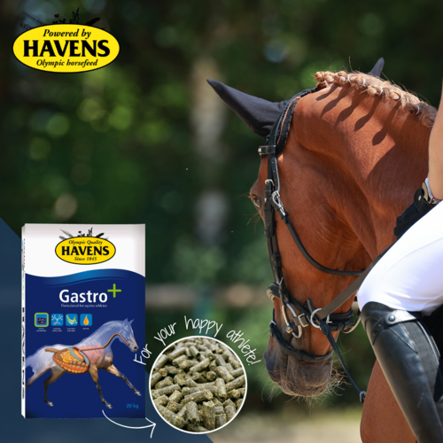 Gastro+: référence pour chevaux de sport