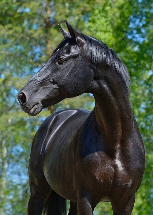 Conseils généraux pour nourrir son cheval